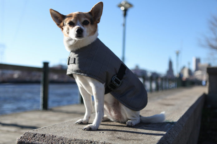 A MIXED BREED models the Cleverpup line of waterproof dog coats from Providence-based Cleverhood, a business that designs and manufactures outerwear. / COURTESY CLEVERHOOD