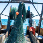 After a record run of squid, local fishermen warily eye competition, regulatory challenges FRESH CATCH: Off Nantucket, the Point Judith boat Lena Pearl's squid net comes up the stern as deckhand Chris Gillis hustles to "trip it open" and get the net back in the water quickly. / PBN PHOTO/JOHN LEE