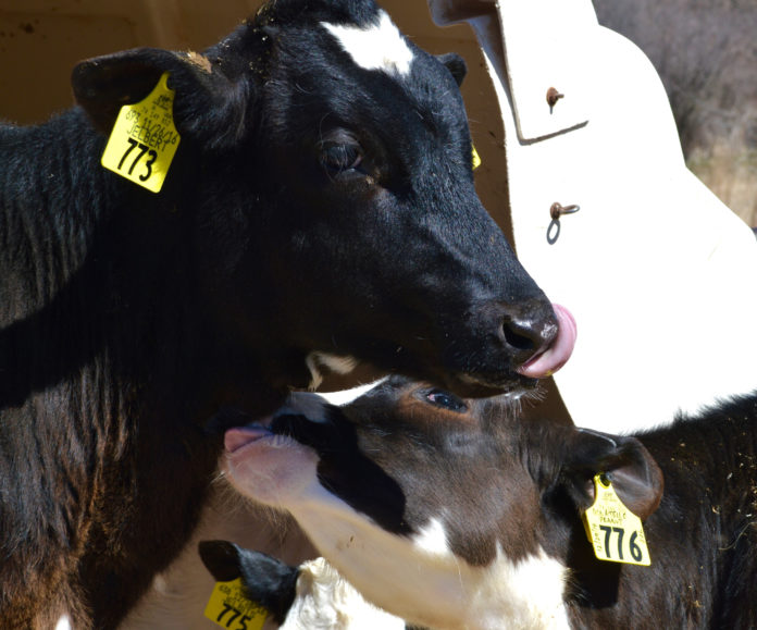 cows THANKS TO a boom in beef production, steaks and burgers will finally be cheap enough this summer to rival pork and chicken. / PBN PHOTO/NICOLE DOTZENROD