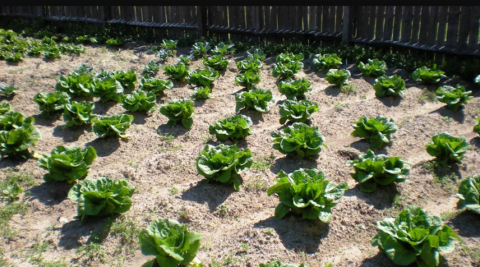 LOOKING FOR locals to lease the land, Providence-based Southside Community Land Trust is advertising available plots in two of its community gardens. /COURTESY SOUTHSIDE COMMUNITY LAND TRUST