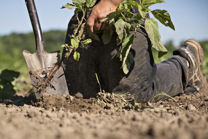 RHODE ISLAND FARMLAND was more expensive per acre than any other state in the U.S. / BLOOMBERG FILE PHOTO/DANIEL ACKER RHODE ISLAND FARMLAND was more expensive per acre than any other state in the U.S. / BLOOMBERG FILE PHOTO/DANIEL ACKER