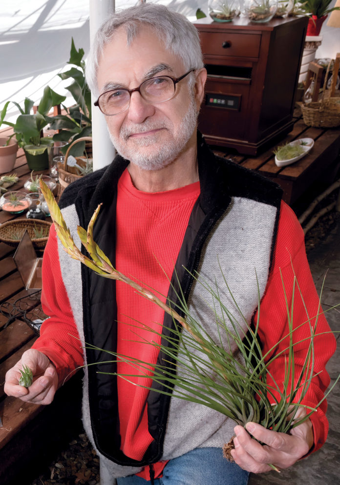 VERSATILE VEGETATION: Richard Lallo, owner of One Earth Air Plant Center in North Kingstown, has a variety of Tillandsia plants available that require just a misting of water, no soil and can be placed anywhere. / PBN PHOTO/MICHAEL SALERNO VERSATILE VEGETATION: Richard Lallo, owner of One Earth Air Plant Center in North Kingstown, has a variety of Tillandsia plants available that require just a misting of water, no soil and can be placed anywhere. / PBN PHOTO/MICHAEL SALERNO