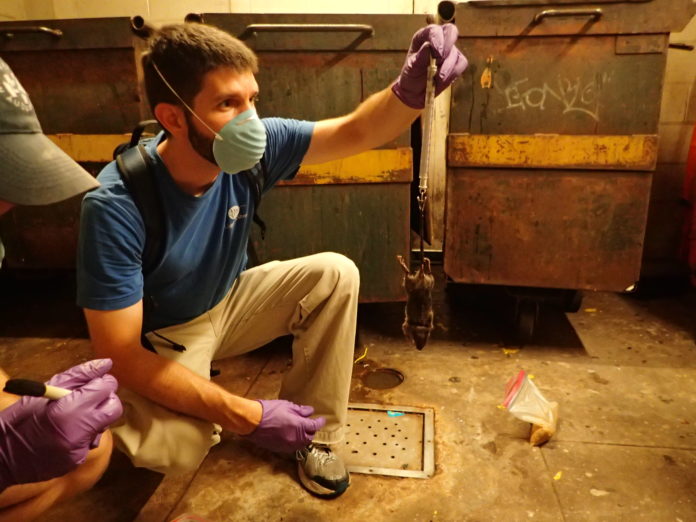 JONATHAN RICHARDSON, assistant professor of biology at Providence College, was awarded a $125,310 National Science Foundation grant to research the urban ecology and landscape genetics in local rat populations. Above, Richardson weighs a rat. / COURTESY PROVIDENCE COLLEGE JONATHAN RICHARDSON, assistant professor of biology at Providence College, was awarded a $125,310 National Science Foundation grant to research the urban ecology and landscape genetics in local rat populations. Above, Richardson weighs a rat. / COURTESY PROVIDENCE COLLEGE