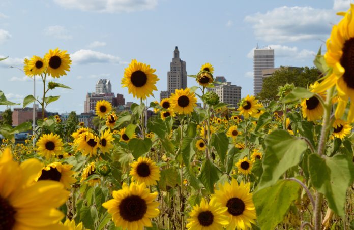 ADAM ANDERSON won a special recognition award for his 10,000 Suns project, above, an installation of sunflowers on two undeveloped parcels in the Interstate 195 Redevelopment District. The award was announced during the 2016-17 Design Awards of the Rhode Island chapter of the American Society of Landscape Architects. / PBN PHOTO/NICOLE DOTZENROD ADAM ANDERSON won a special recognition award for his 10,000 Suns project, above, an installation of sunflowers on two undeveloped parcels in the Interstate 195 Redevelopment District. The award was announced during the 2016-17 Design Awards of the Rhode Island chapter of the American Society of Landscape Architects. / PBN PHOTO/NICOLE DOTZENROD
