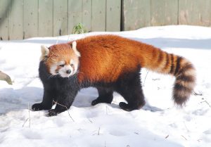 ACTIVE ANIMALS: The colder months are the best time to view the red panda at Roger Williams Park Zoo. / COURTESY ROGER WILLIAMS PARK ZOO