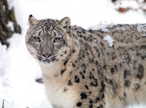 The snow leopard at Roger Williams Park Zoo is more active during the winter than in the summer. / COURTESY ROGER WILLIAMS PARK ZOO