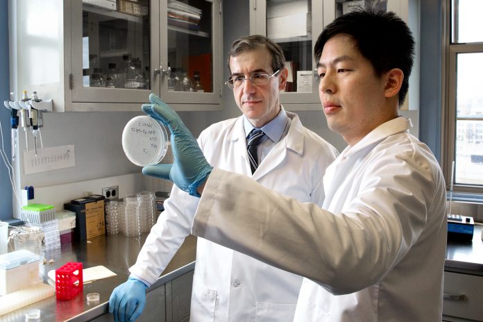 DR. ELEFTHERIOS MYLONAKIS, left, and postdoctoral researcher Kiho Lee study a petri dish containing tiny worms used to test the effectiveness of potential new drugs to fight antibiotic-resistant bacteria. / COURTESY LIFESPAN