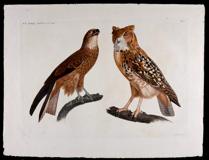 PROVIDENCE ATHENAEUM announces the purchase of three plates depicting species of birds from the 19th century Description de l'Egypte collection to replace 14 stolen during the early 20th century. The acquisition was made using funds from a recent anonymous gift. / COURTESY PROVIDENCE ATHENAEUM