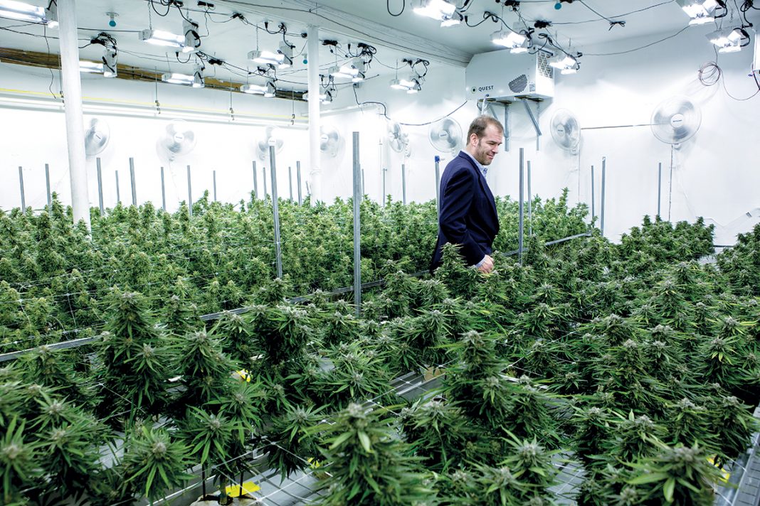 REGULATED DISPENSARY: Seth Bock, CEO of Greenleaf Compassionate Care Center in Portsmouth, one of three regulated marijuana dispensaries in the state, walks among marijuana plants at his Newport facility. / PBN FILE PHOTO/ KATE WHITNEY LUCEY