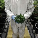 CANNABIS BECOMES LEGAL to sell to those 21 and over at licensed retail stores on July 1 in Massachusetts. / BLOOMBERG FILE PHOTO/ STEFAN WERMUTH