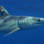 URI to host first Summer Shark Camp for local high school students MAKO SHARK / COURTESY UNIVERSITY OF RHODE ISLAND/GEORGE SCHELLENGER