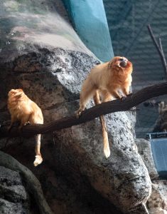 VOTER APPROVED: Pictured is a Golden Lion Tamarin, part of the new “Faces of the Rain Forest” exhibit that opened in November at the Roger Williams Park Zoo in Providence. The new exhibit was made possible in part by a $15 million bond approved statewide by voters in 2014.  / PBN PHOTO/MICHAEL SALERNO
