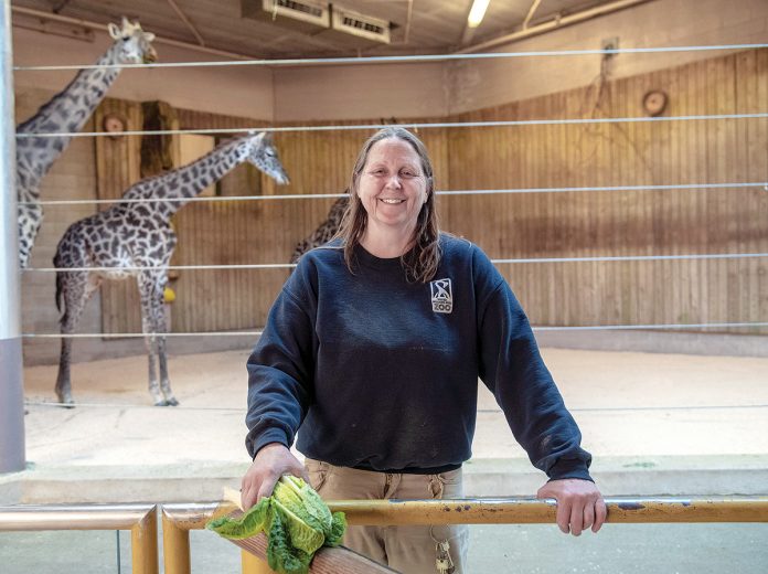 FEEDING TIME: Jennifer Warmbold, lead keeper of Africa at the Roger Williams Park Zoo, prepares to feed lettuce to some of the zoo’s Masai giraffes. The zoo is in phase one of a three-phase, 20-year master plan to renovate and expand the Providence attraction.    / PBN PHOTO/ MICHAEL SALERNO