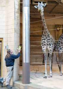 TEMPTING SNACK: Jennifer Warmbold, lead keeper of Africa at the Roger Williams Park Zoo, tempts Masai giraffe Sukare, 25, with some Romaine lettuce. Next to Sukare is Cora, 2.  / PBN PHOTO/MICHAEL SALERNO