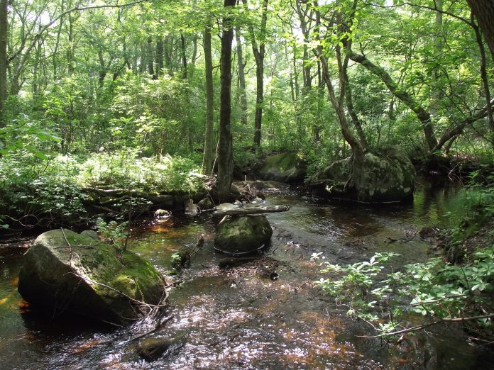 THE WOOD-PAWCATUCK WATERSHED Wild and Scenic River bill has been signed into law, designating river sections in the watershed as part of the National Wild and Scenic Rivers program. Above, the Beaver River. / COURTESY WOOD PAWCATUCK WATERSHED ASSOCIATION/ELISE TORELLO