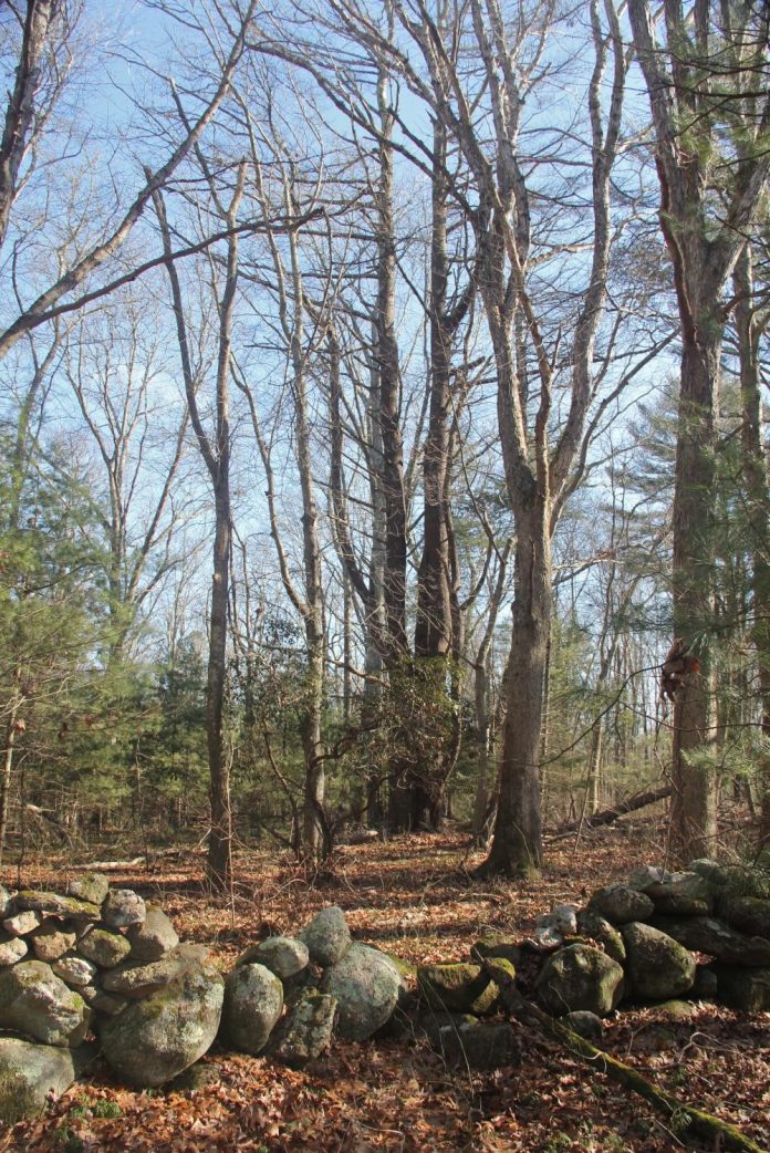 THE DEM has purchased 43 acres of land in the Tomaquag Brook-Pawcatuck River watershed for permanent preservation. Above, stone walls on the newly preserved property that were built in the late 1800's. / COURTESY R.I. DEPARTMENT OF ENVIRONMENTAL MANAGEMENT THE DEM has purchased 43 acres of land in the Tomaquag Brook-Pawcatuck River watershed - which include stone walls built in the late 1800s - for permanent preservation. / COURTESY R.I. DEPARTMENT OF ENVIRONMENTAL MANAGEMENT