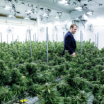 SETH BOCK, CEO of Greenleaf Compassionate Care Center in Portsmouth, one of three regulated marijuana dispensaries in the state, walks among marijuana plants at his Newport facility in 2018. / PBN FILE PHOTO/KATE WHITNEY LUCEY