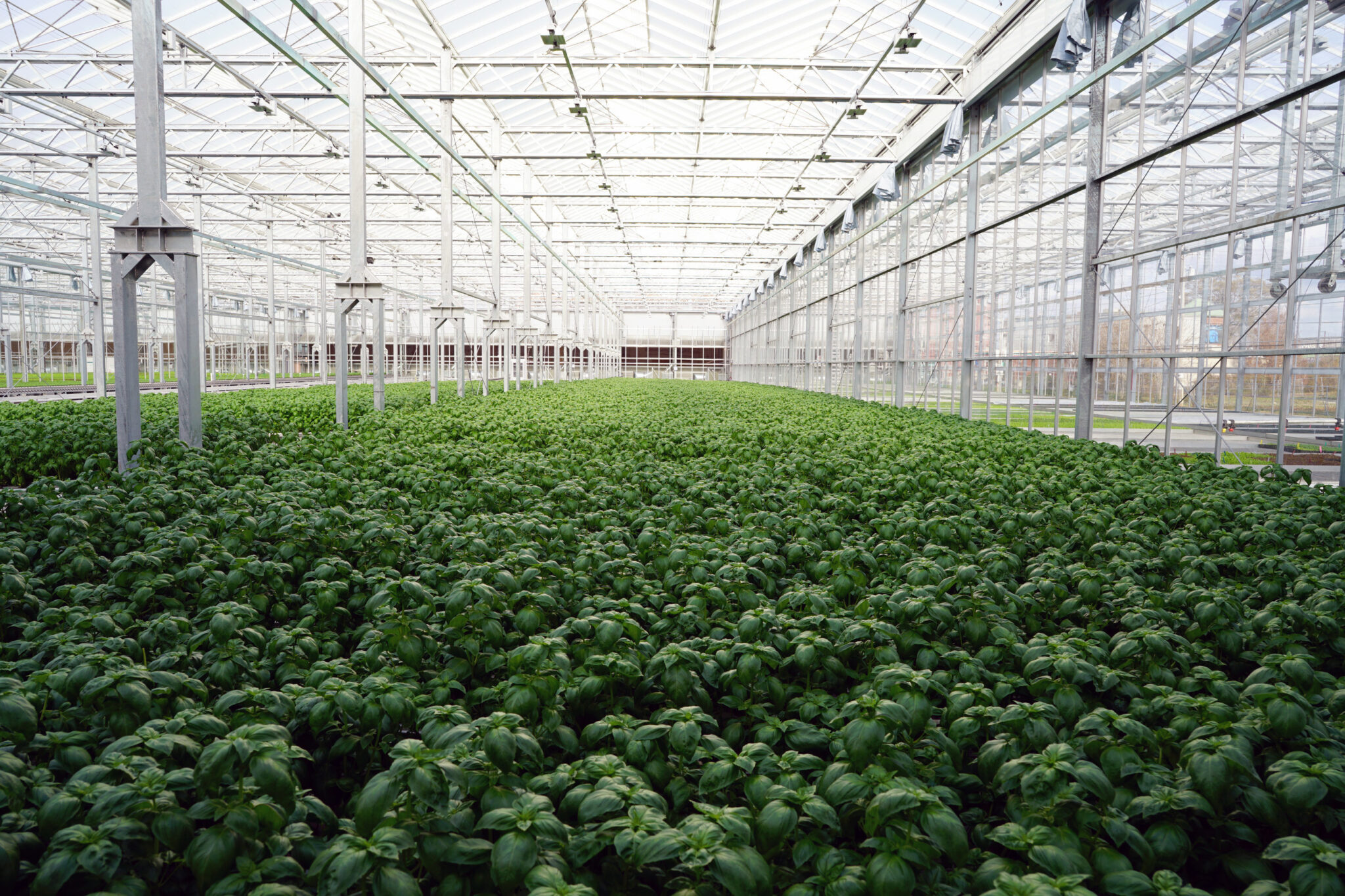 Indoor Ag Startup Gotham Greens Raises $87M for Expansion